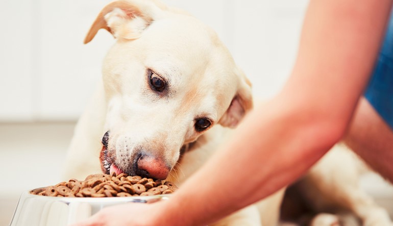 What is a food puzzle for dogs?