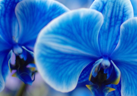 What color orchids are good luck?