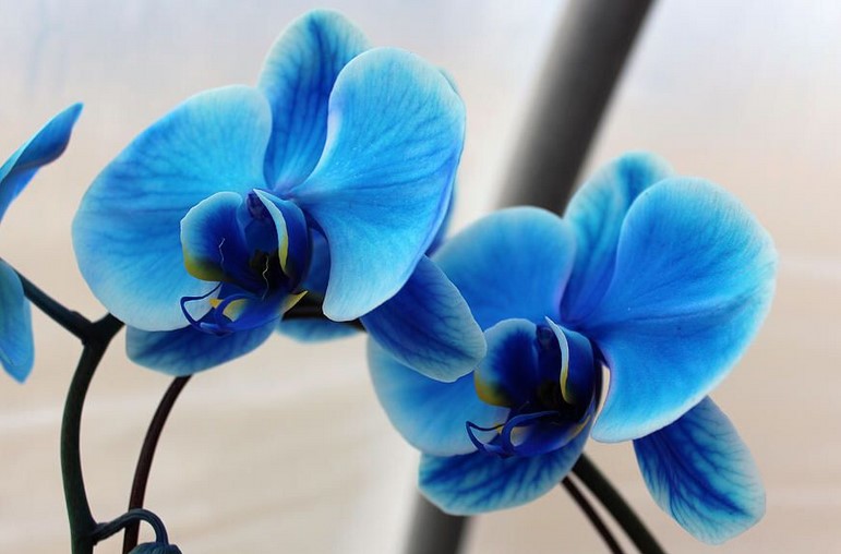 Blue Orchid Meaning