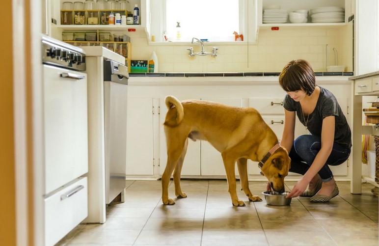 How long does dog food last after opening?