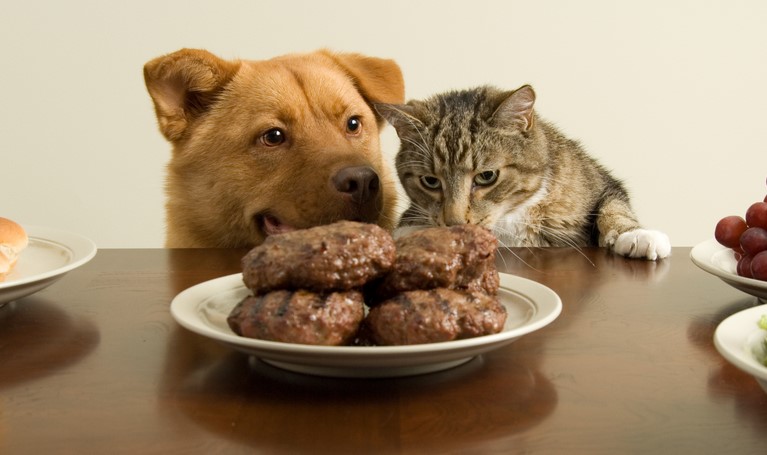 What Causes Dog Food to Spoil