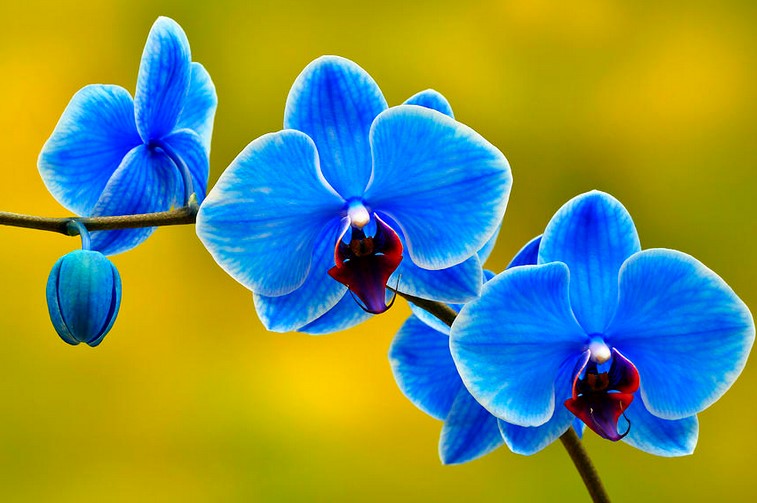 blue-orchid-meaning-clickservicenow