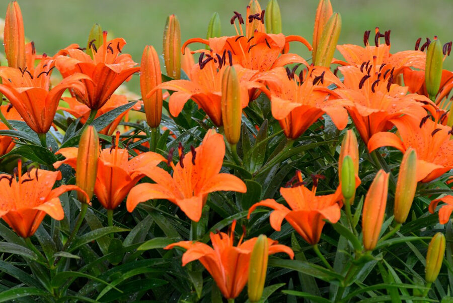 What Are the Characteristics of the Lily Flower?