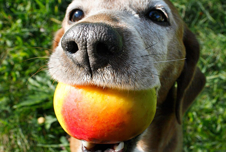 What Should You Do If Your Dog Eated a Plum?