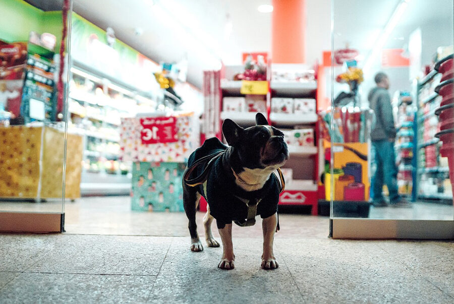 Where to Shop For Dog Supplies